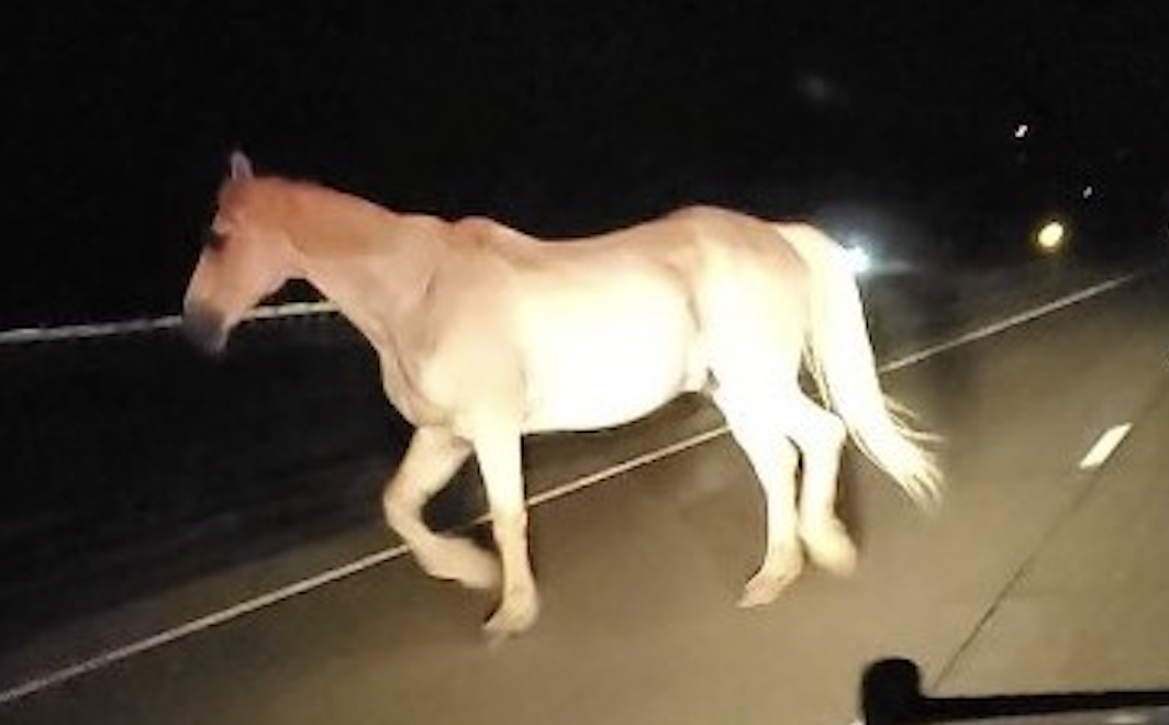 Peterborough County OPP are looking for the owner of this horse which was found running on Highway 115 on Thursday night.