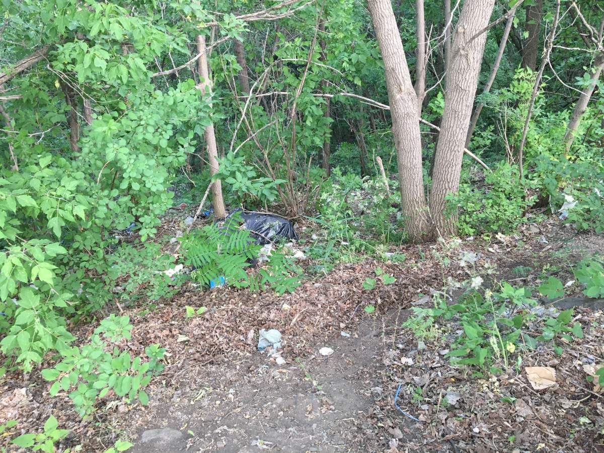 Forest area near Quilles G Plus on St-Jacques in Notre-Dame-de-Grace near where the bones were found. (Global News)