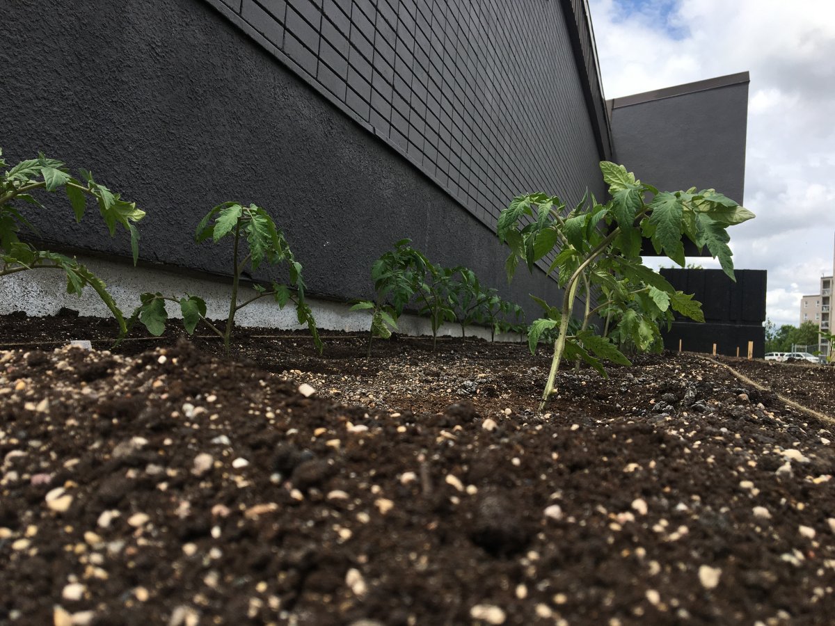 The beginnings of the small garden outside of the St. Vital centennial arena. 