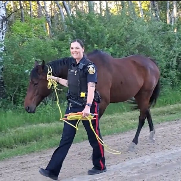 Const. Shannon Bell leads one of the wayward horses to safety.