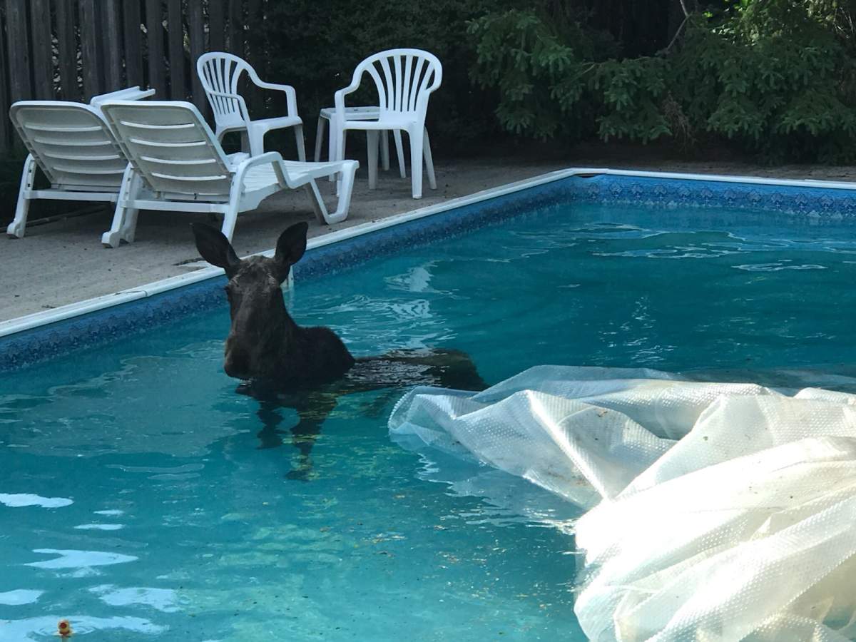 Ottawa resident Paul Koch captured this photo of the moose in his backyard pool on May 29, 2020.