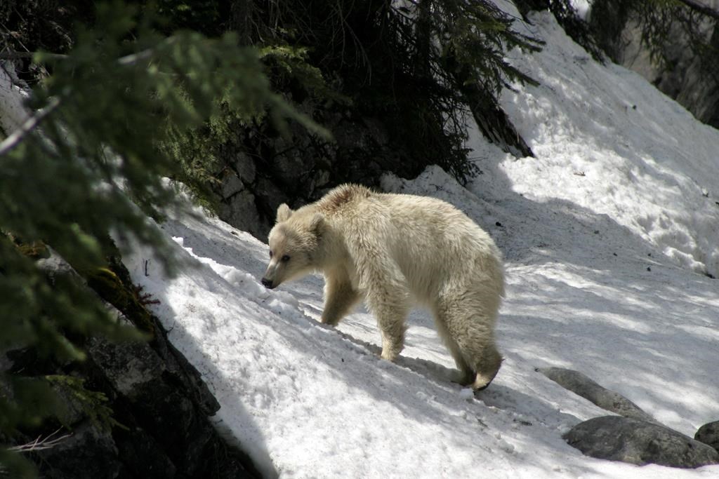 A rare white grizzly is shown in Banff National Park in this 2020 handout photo. A wildlife photographer is worried about a rare white grizzly in the mountain parks after watching people get too close to it and seeing it run across the highway. The bear, which has been nicknamed Nakota by locals, was first revealed publicly after it was spotted in Banff National Park in late April. Parks Canada says it’s not an albino, but a natural colour phase variation that makes the three-and-a-half year old bear white. THE CANADIAN PRESS/HO – Parks Canada 2020, Sonia Nichol