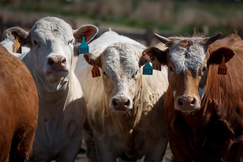 Cattle look out from a pen at the Thorlakson Feedyards near Airdrie, Alta., Thursday, May 28, 2020, amid a worldwide COVID-19 pandemic.