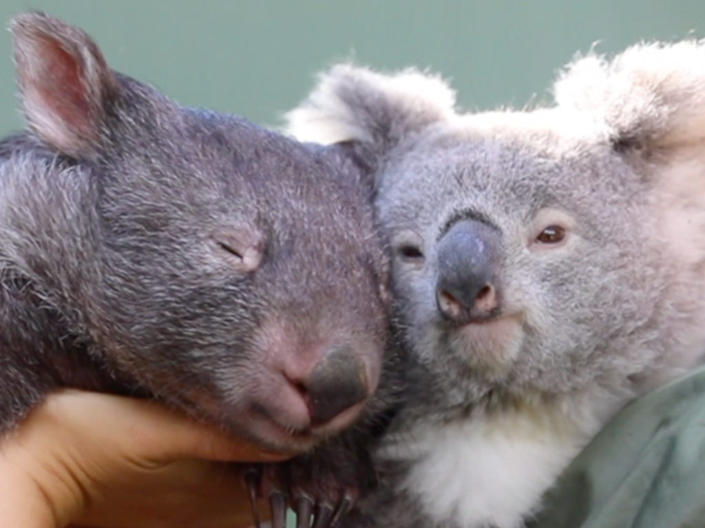 A koala and wombat formed an unlikely friendship during the coronavirus lockdowns in Australia.