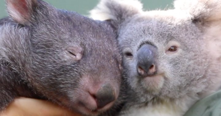 Koala Wombat Become Iso Buddies During Coronavirus Lockdown National Globalnews Ca