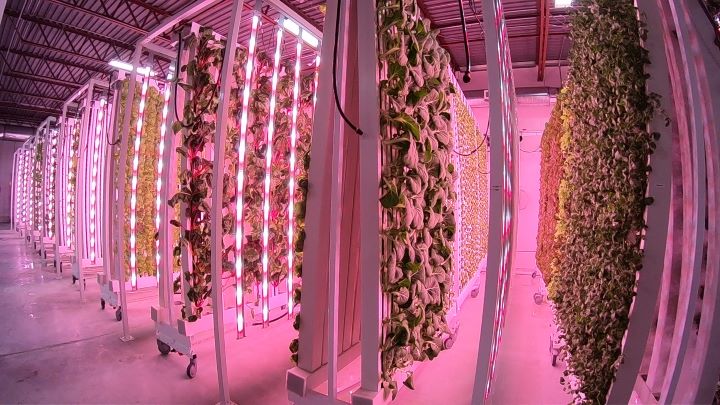 Local Leaf Farms plans to open its next location in Kingston. After that, it's aiming to open up 18 more locations across Canada over the next four years.