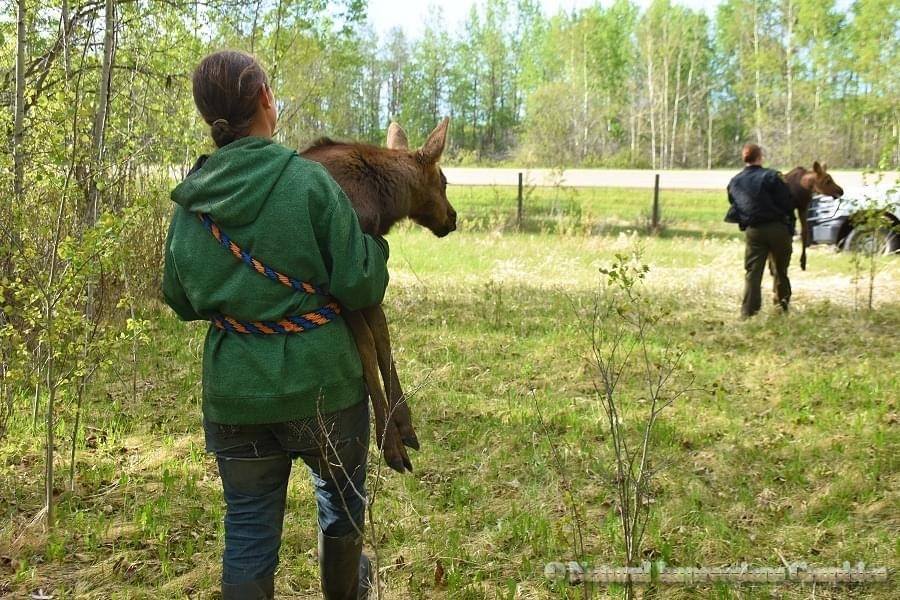 The moose calves were transported to a rehabilitation centre on May 27.