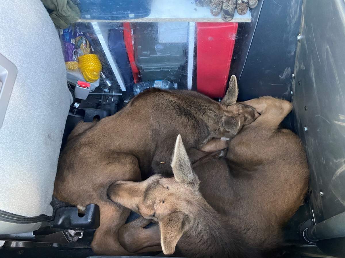 Two moose calves were captured and brought to a rehabilitation centre on May 27, 2020.