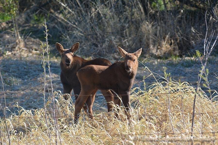 Alberta Fish and Wildlife took two moose calves to a rehabilitation centre on May 27, 2020, after their mother was killed by a vehicle.