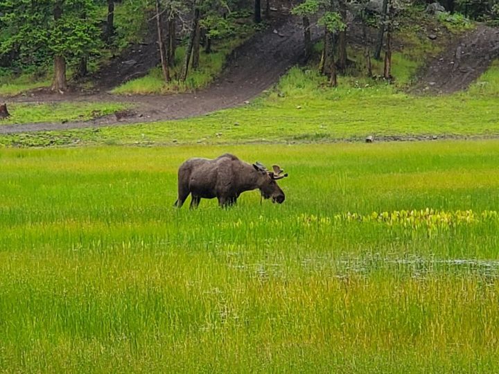 A moose was spotted on Wednesday on Postill Lake Road, where thousands of pounds of garbage and metal was removed.
