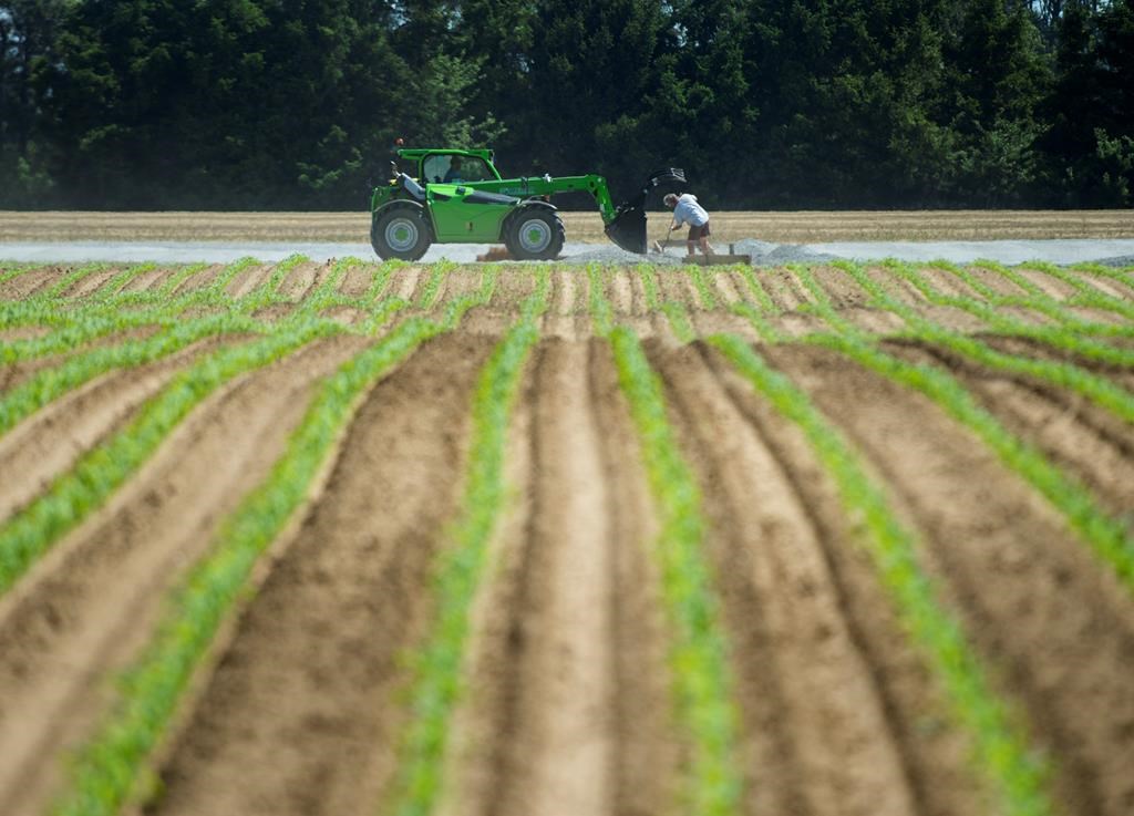 Crop development remains normal for this time of year, says Sask Ag.