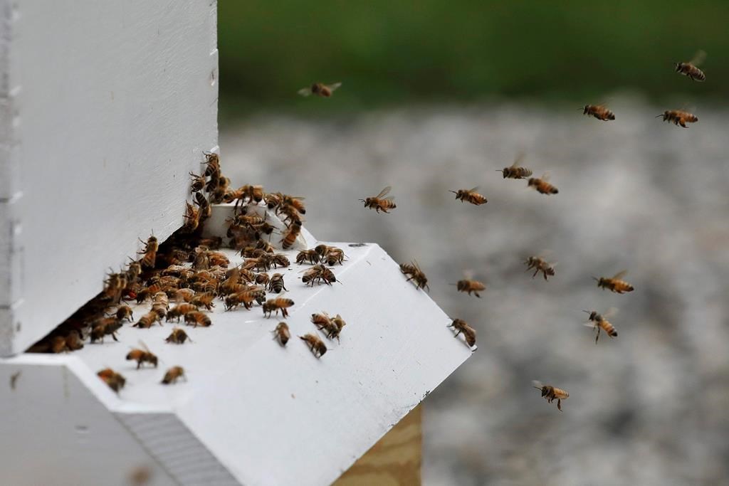 Honeybees return to a hive at Veterans Affairs in Manchester, N.H., on Aug. 7, 2019.