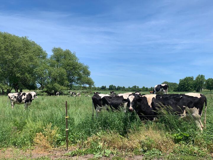 A photo of cows on farm land in Prince Edward County in Ontario on June 8, 2020.