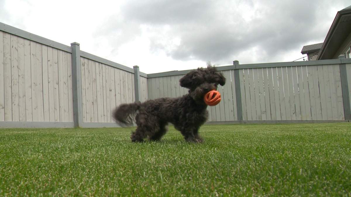 While Pepper has now recovered, it took 14 hours of vet treatment for her to recover from marijuana poisoning.