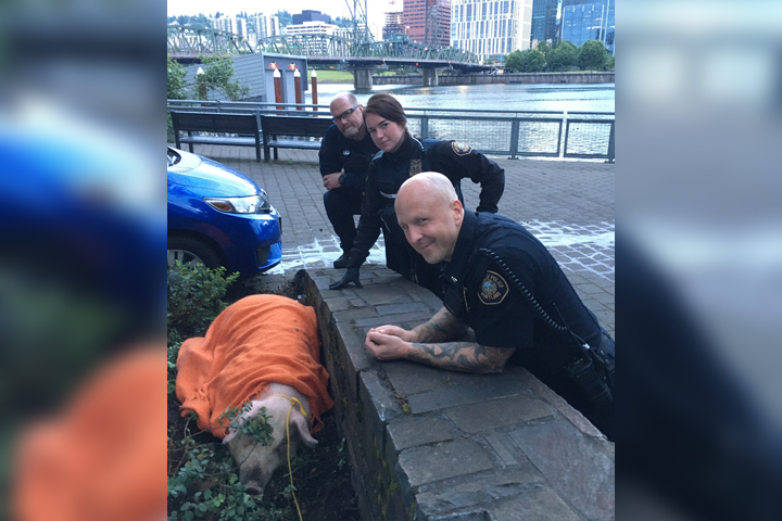 Portland police officers pose with a pig in a blanket that was found by the waterfront in Portland, Ore., on June 7, 2020.