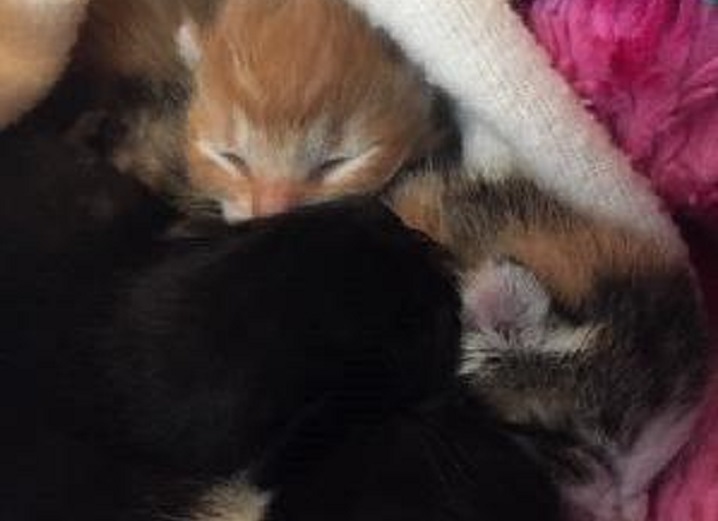The BC SPCA says it is caring for four newborn kittens that were recently found in a Sunshine Coast dump. 