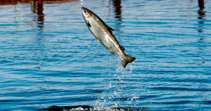 First Canadian grown genetically modified Atlantic salmon being harvested and sold