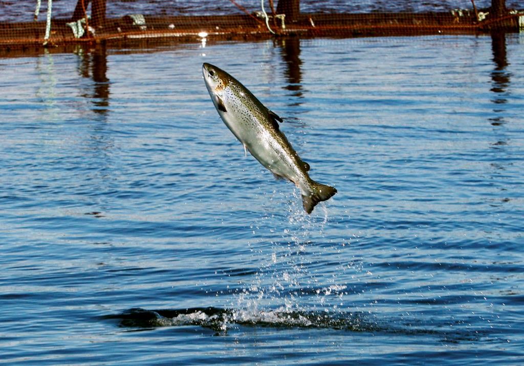 In this Oct. 12, 2008 file photo, an Atlantic salmon leaps while swimming inside a farm pen near Eastport, Maine.