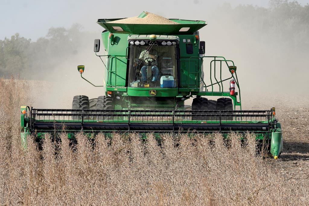 A combine harvests soybeans, which is next on the list for most Manitoba farmers after this weekend.