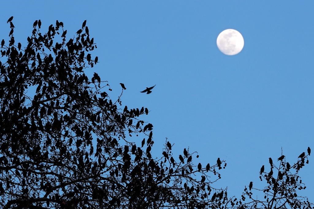 A flock of birds gathers on a tree as night falls in Lisbon, Friday, Feb. 7, 2020. There may be many, many more songbirds in Alberta forests than previously thought, say University of Alberta scientists who have come up with a new way of counting them. THE CANADIAN PRESS/AP/Armando Franca.