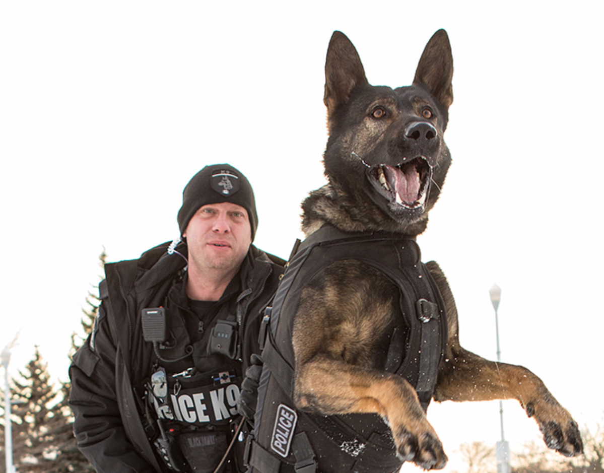 Peterborough Police Service dog Isaac apprehended a teenage suspect who allegedly resisted arrest on Tuesday.