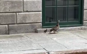 Duckling reunited with its mother after falling in a manhole.