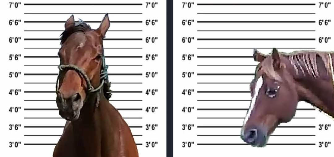 Andrews’ friend quickly made a mug shot for her horses after their brush with the law.