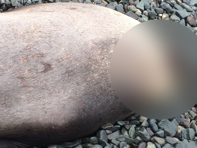 A decapitated sea lion seen on a Vancouver Island beach this spring. 