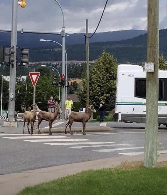 This herd of three bighorn sheep caused quite a spectacle on Highway 97 in West Kelowna, B.C., on June 30, 2020. 