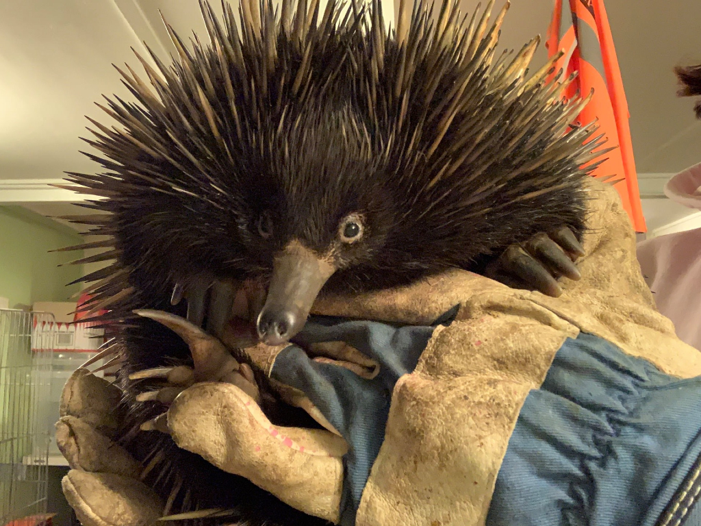 An echidna was found in  the engine cavity of a vehicle after a harrowing 10km ride.