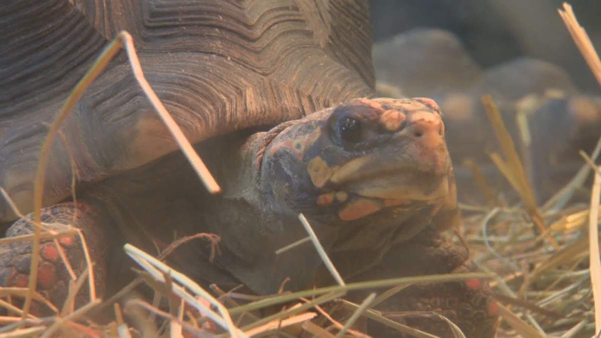 This tortoise is just one of the animals at the facility.