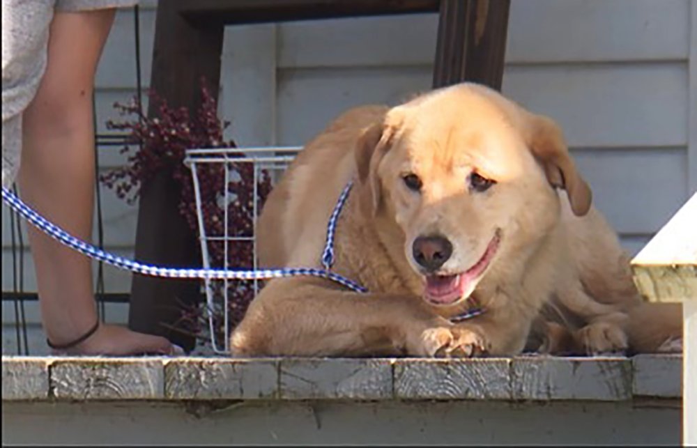 A Kansas dog made a 91 kilometre trek to her family's old home in Missouri.