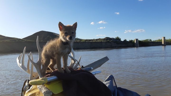 A man performed CPR on this coyote after he pulled it from the river.