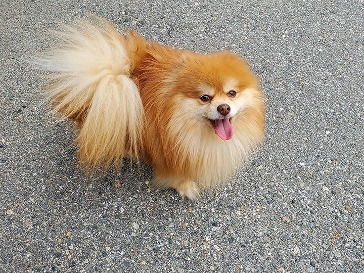 Staff at the South Okanagan Branch of the B.C. SPCA says a recently abandoned Pomeranian, Okie, is “sweetest little fella who loves absolutely everyone.”.