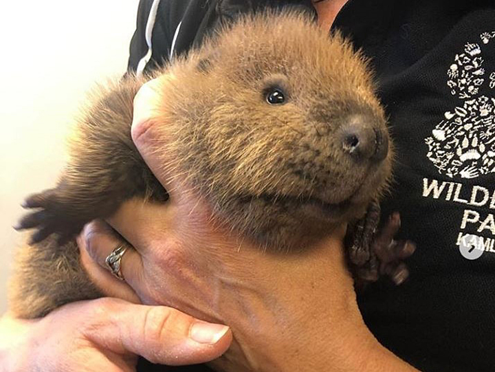 The B.C. Wildlife Park says two young beavers found in the Okanagan will be rehabilitated at its wildlife health centre. One beaver was found on a busy residential street in Vernon, while the other was found in Kelowna under a bridge.