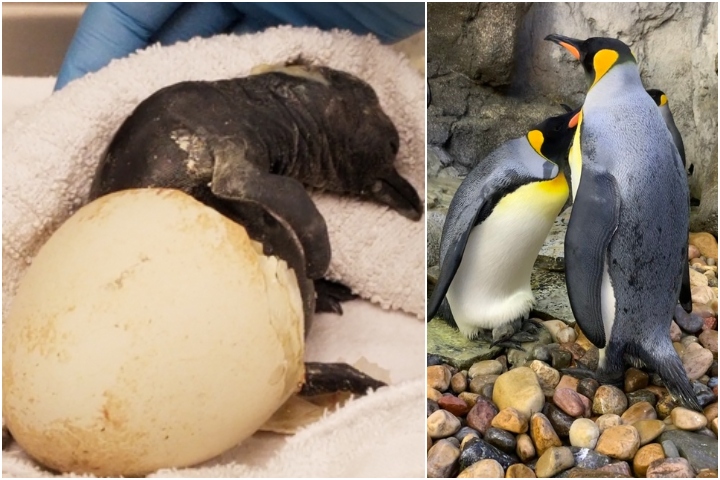 Staff at the Calgary Zoo are celebrating the hatching of a King penguin from mom Grace (age 12) and dad Solomon (age 17).