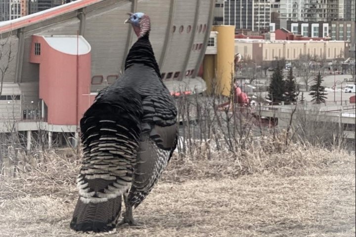 Turk Diggler, the beloved wild turkey known to wander free in Calgary's Ramsay community, has reportedly been killed. 