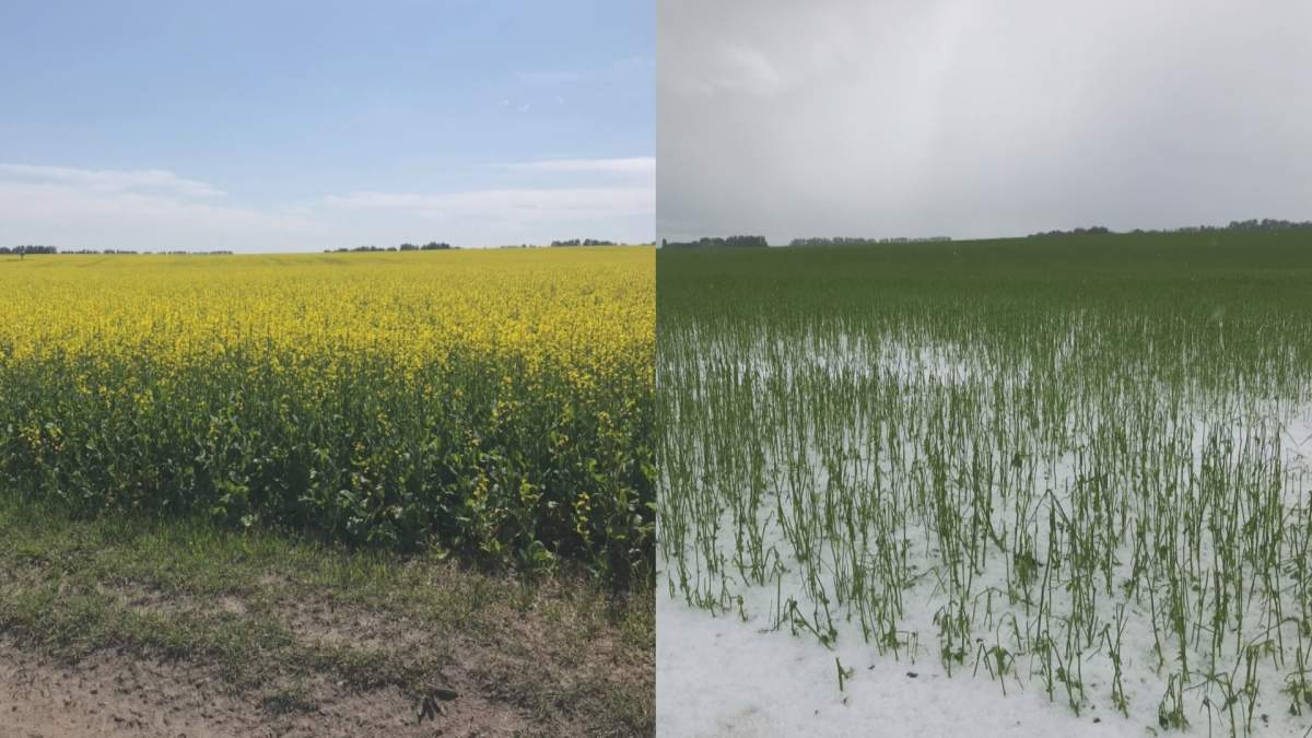 Dwayne Bennett’s canola field before and after the hail ripped through Innisfail on Sunday, July 12, 2020.