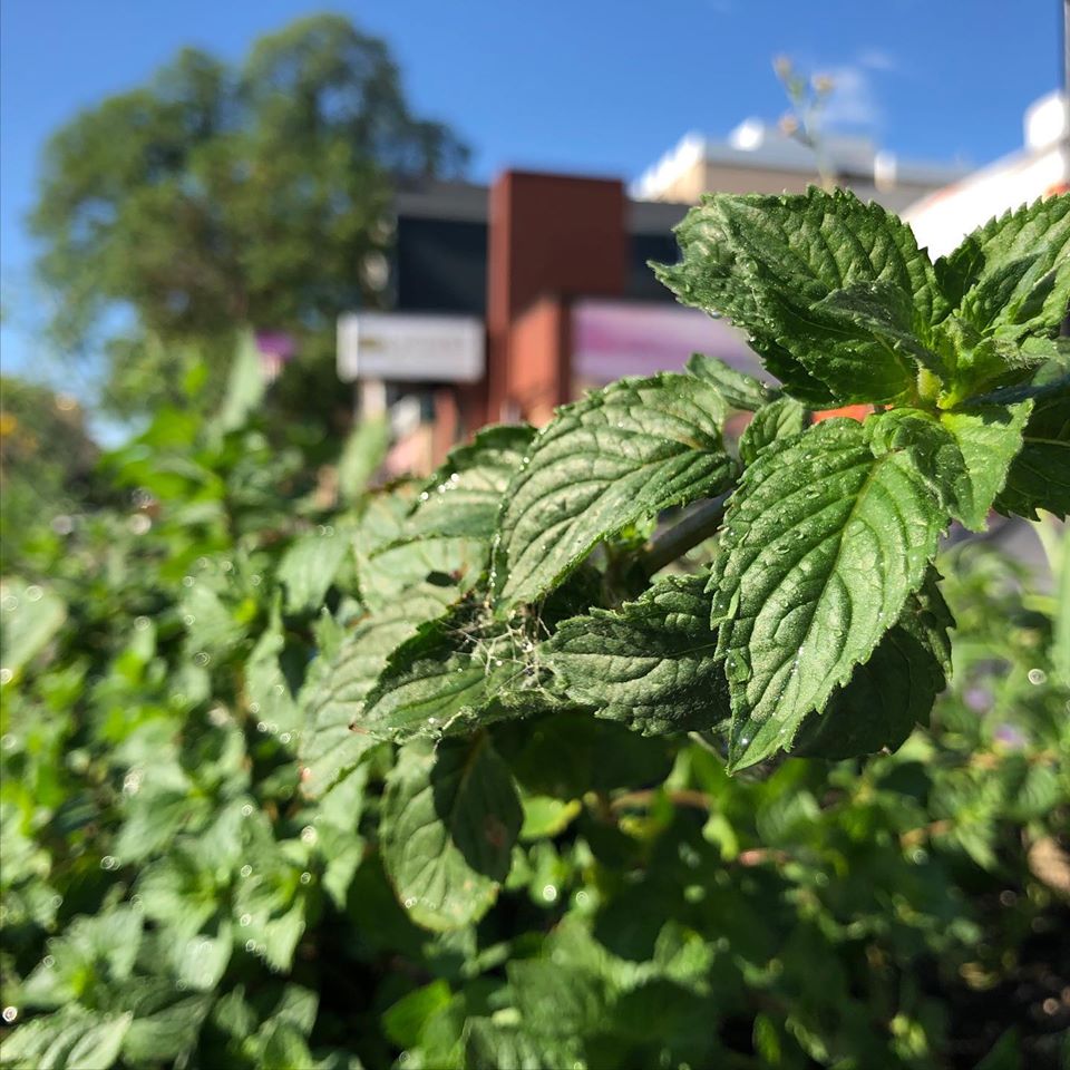 The West Broadway BIZ has planted vegetables and herbs for the community to enjoy on Sherbrook Street.