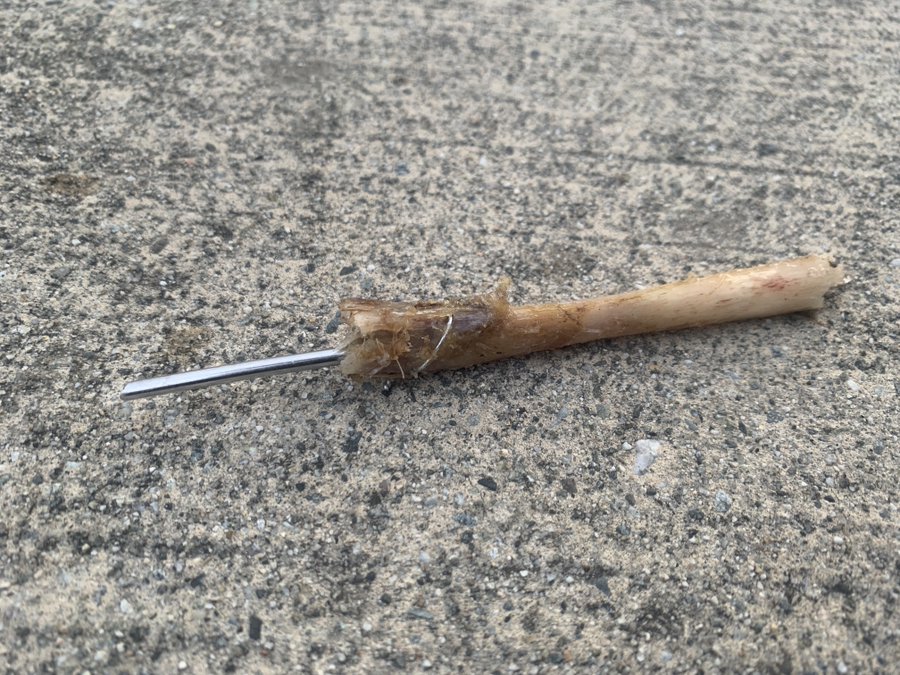 Police say the dog that found this bone in Burnaby was unhurt. 