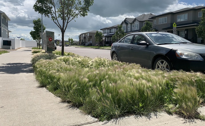 Foxtail surrounds a Canada Post mailbox in Regina’s Habour Landing.
