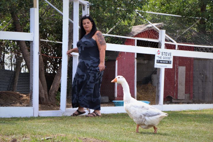 Carla Shymko says she has a strong bond with Steve, who came to the acreage as a three-month-old gosling