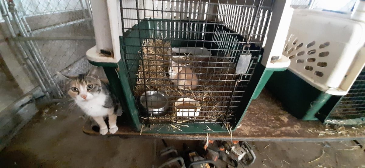 Cats and horses have been seized from a property southwest of Edmonton.
