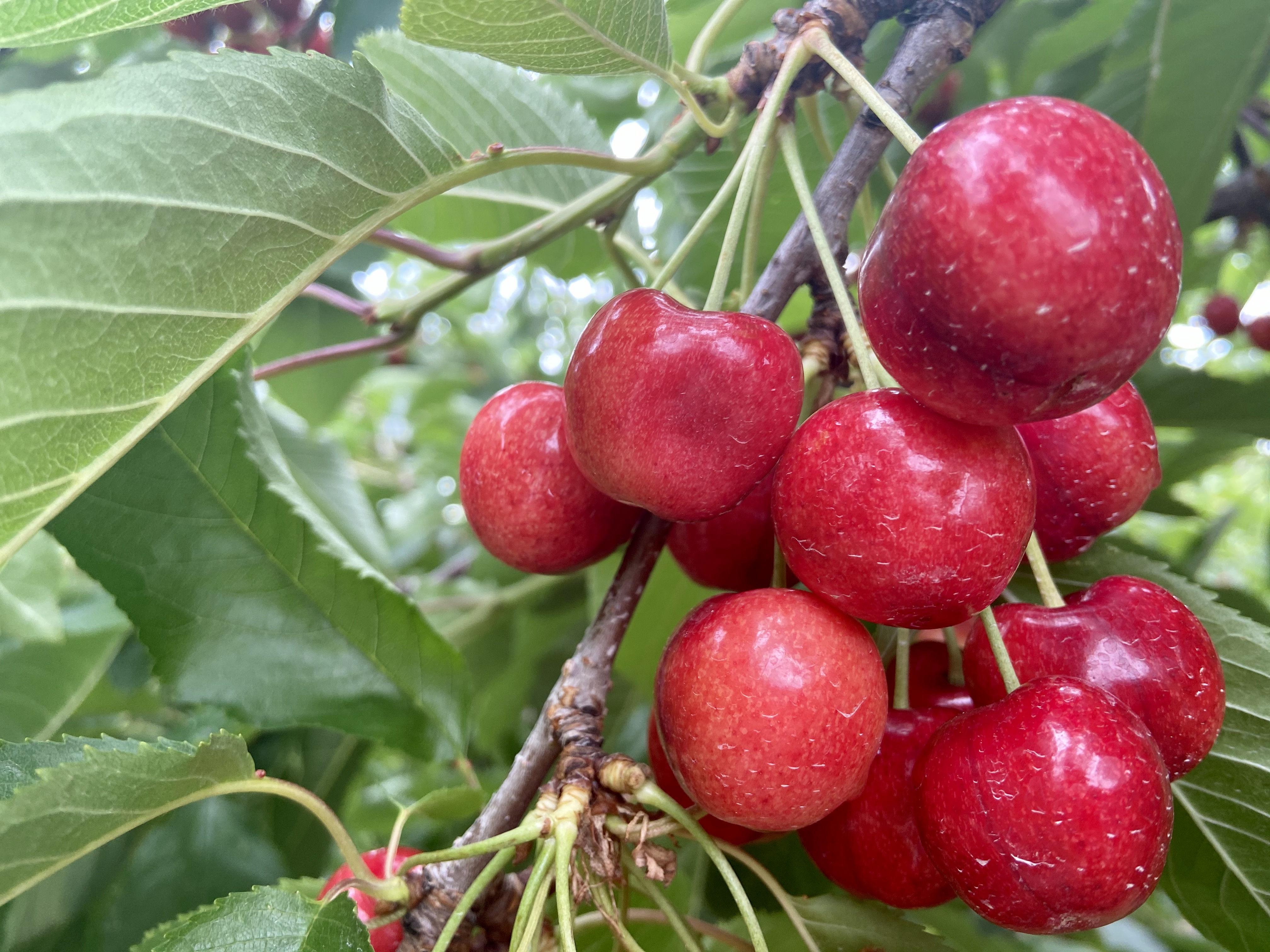 Summerland, B.C., Orchardist Bolsters On-site Picker Facilities To ...