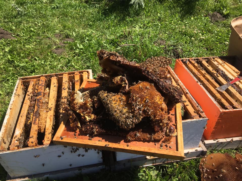 Three bee hives were found in a Maskwacis home, containing 500,000 bees.
