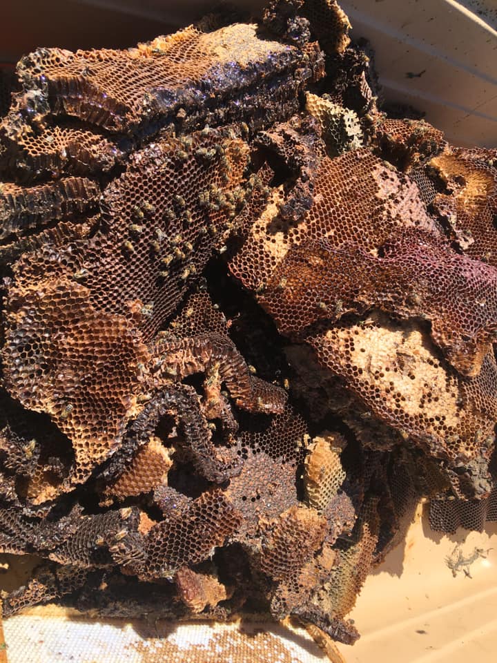 Three bee hives were found in a Maskwacis home, containing 500,000 bees.