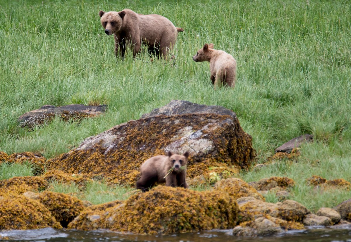 A grizzly bear and its two cubs are seen in the Khutzeymateen Inlet near Prince Rupert, B.C., Friday, June, 22, 2018.  