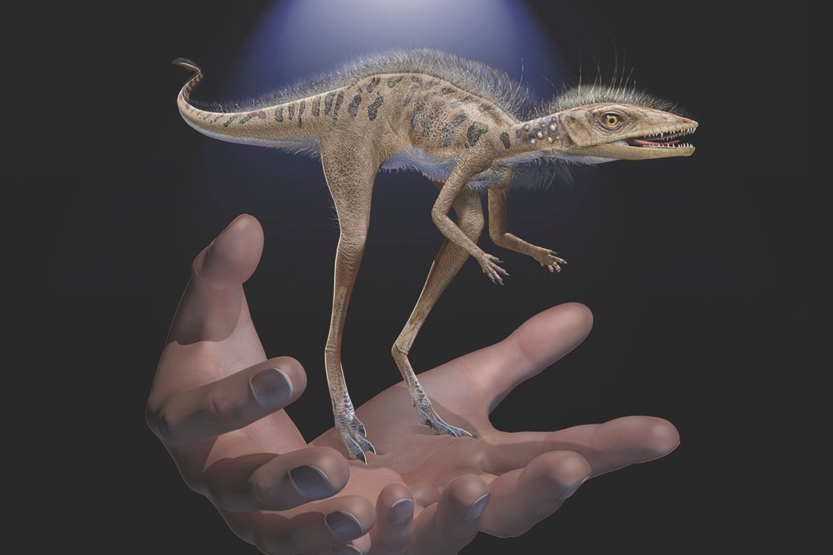 This illustration provided by the American Museum of Natural History in July 2020 depicts a Kongonaphon kely, a newly described reptile near the ancestry of dinosaurs and pterosaurs, shown to scale with human hands.
