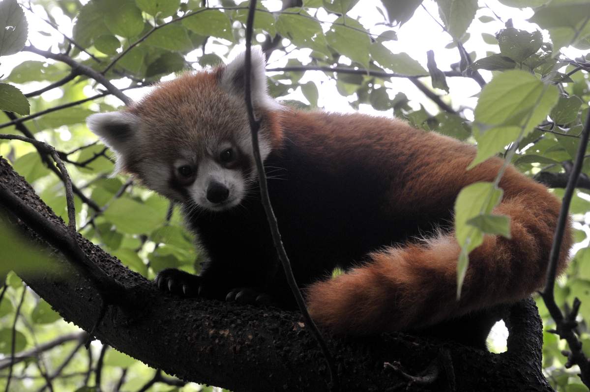 FILE PHOTO - A one-year-old male red panda climbs a tree in their enclosure at the Budapest Zoo, in Budapest, Hungary, 12 July 2020. 