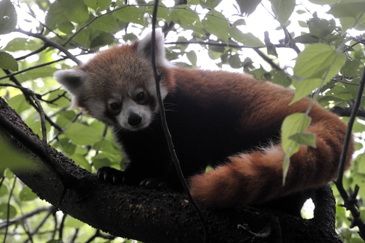 Red panda gives birth to healthy cubs at Toronto Zoo - Toronto